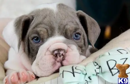 English Bulldog puppy for sale