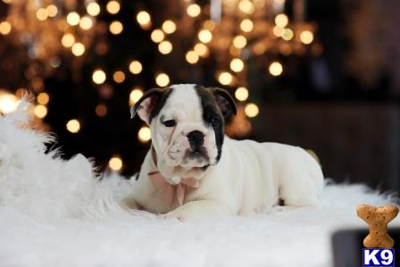 a english bulldog dog in the snow