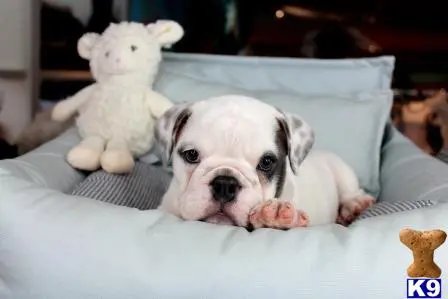 English Bulldog puppy for sale