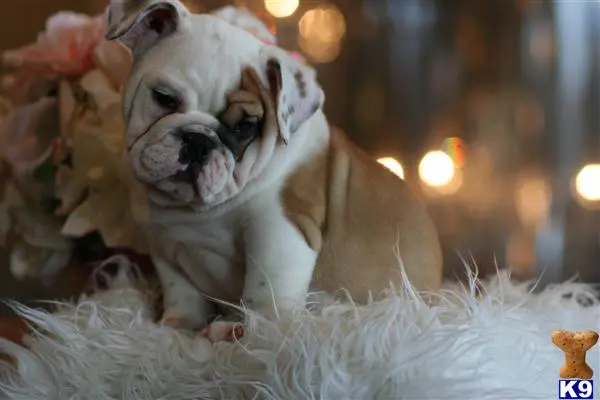 English Bulldog puppy for sale