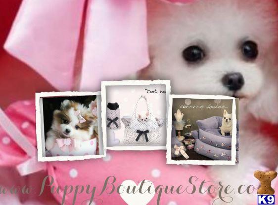 poodle puppy posted by tcuppuppiesforsale1