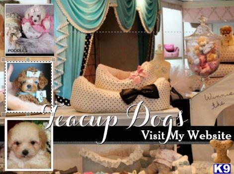poodle puppy posted by tcuppuppiesforsale1