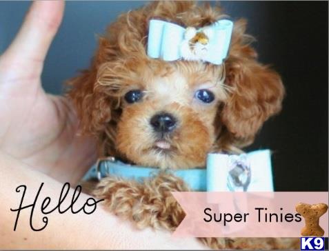 poodle puppy posted by tcuppuppiesforsale1