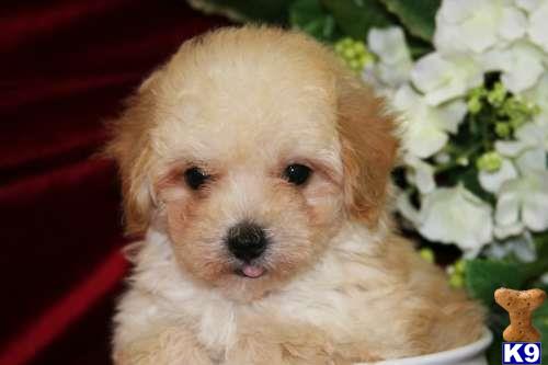 poodle puppy posted by tcuppuppiesforsale1