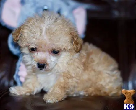 Poodle puppy for sale