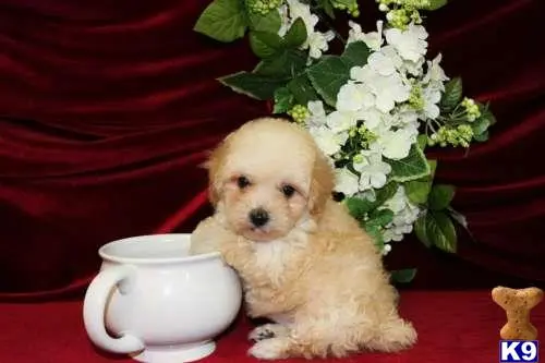 Poodle puppy for sale