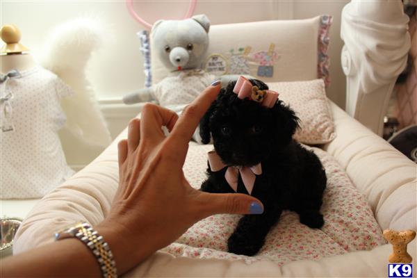 a person holding a poodle dog