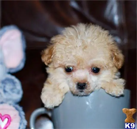 Poodle puppy for sale