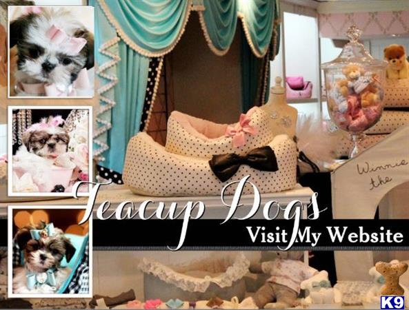 shih tzu puppy posted by tcuppuppiesforsale1