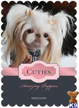 shih tzu puppy posted by tcuppuppiesforsale1