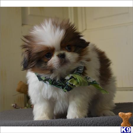 shih tzu puppy posted by tcuppuppiesforsale1