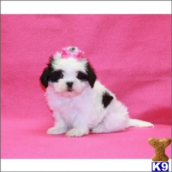 shih tzu puppy posted by tcuppuppiesforsale1