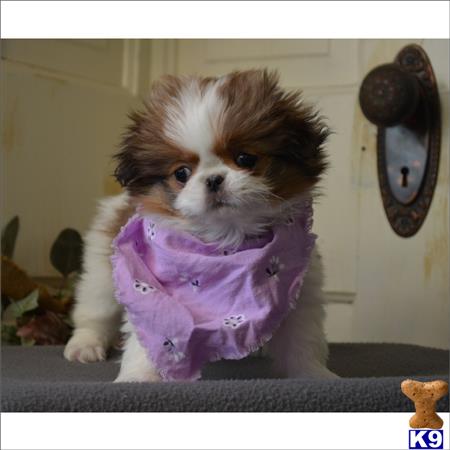 shih tzu puppy posted by tcuppuppiesforsale1