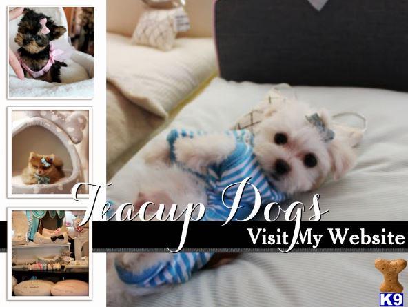 shih tzu puppy posted by tcuppuppiesforsale1