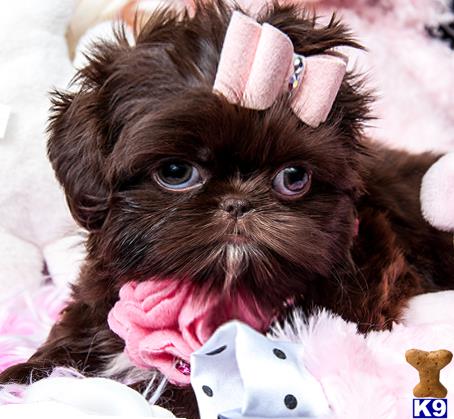 puppies financing available shih tzu puppy for sale financing available stunning shih tzu puppy all 8 weeks puppies financing available shih tzu puppy for sale financing available stunning shih tzu puppy all 8 weeks