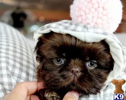 Shih Tzu