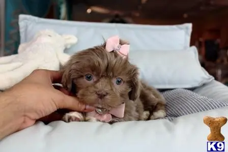 Shih Tzu