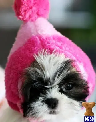 Shih Tzu puppy for sale