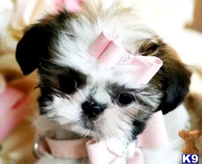 Shih Tzu puppy for sale