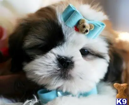 Shih Tzu