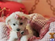 maltese puppy posted by tcuppuppiesforsale4