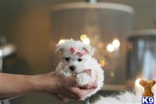 maltese puppy posted by tcuppuppiesforsale4