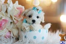 maltese puppy posted by tcuppuppiesforsale4