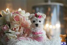 maltese puppy posted by tcuppuppiesforsale4