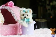 maltese puppy posted by tcuppuppiesforsale4