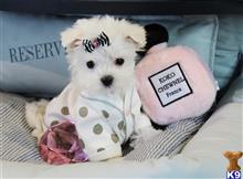 maltese puppy posted by tcuppuppiesforsale4