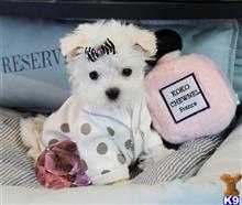 maltese puppy posted by tcuppuppiesforsale4