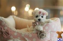 maltese puppy posted by tcuppuppiesforsale4