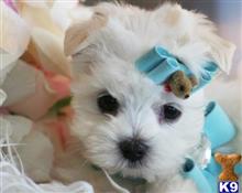 maltese puppy posted by tcuppuppiesforsale4