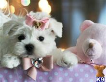 maltese puppy posted by tcuppuppiesforsale4