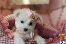 maltese puppy posted by tcuppuppiesforsale4