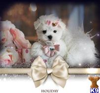 maltese puppy posted by tcuppuppiesforsale4