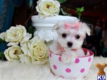 maltese puppy posted by tcuppuppiesforsale4