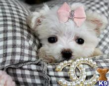 maltese puppy posted by tcuppuppiesforsale4