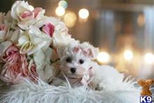 maltese puppy posted by tcuppuppiesforsale4