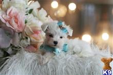 maltese puppy posted by tcuppuppiesforsale4