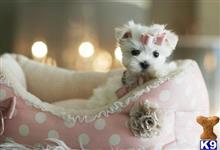 maltese puppy posted by tcuppuppiesforsale4