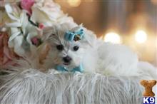 maltese puppy posted by tcuppuppiesforsale4