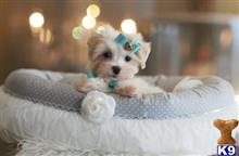 maltese puppy posted by tcuppuppiesforsale4
