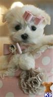 maltese puppy posted by tcuppuppiesforsale4