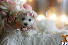 maltese puppy posted by tcuppuppiesforsale4