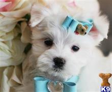 maltese puppy posted by tcuppuppiesforsale4