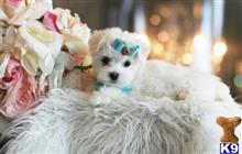 maltese puppy posted by tcuppuppiesforsale4