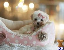 maltese puppy posted by tcuppuppiesforsale4