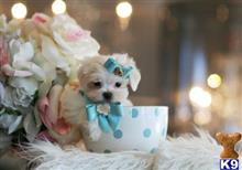 maltese puppy posted by tcuppuppiesforsale4