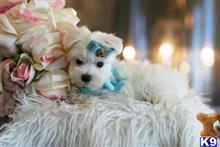 maltese puppy posted by tcuppuppiesforsale4
